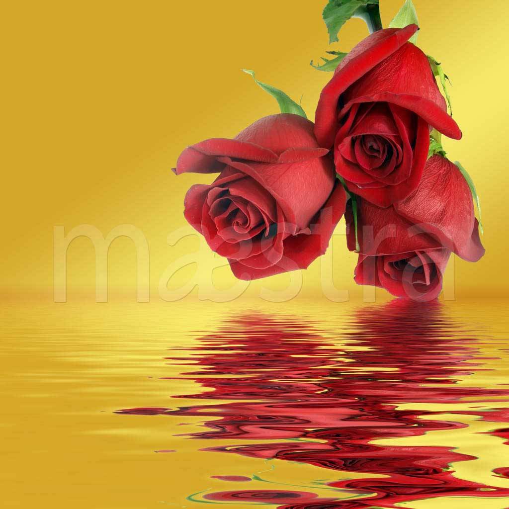 Фотообои Букет красных роз над водой