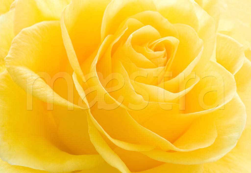 Фотообои Желтые розы пышные