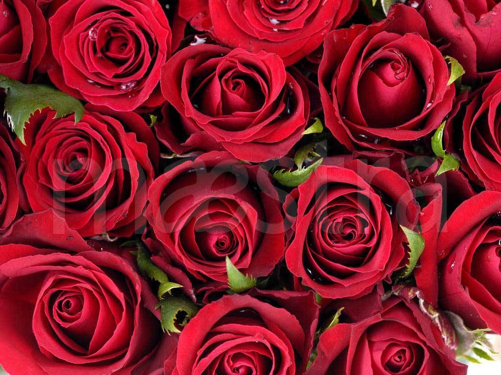 Фотообои Красные розы насыщенные