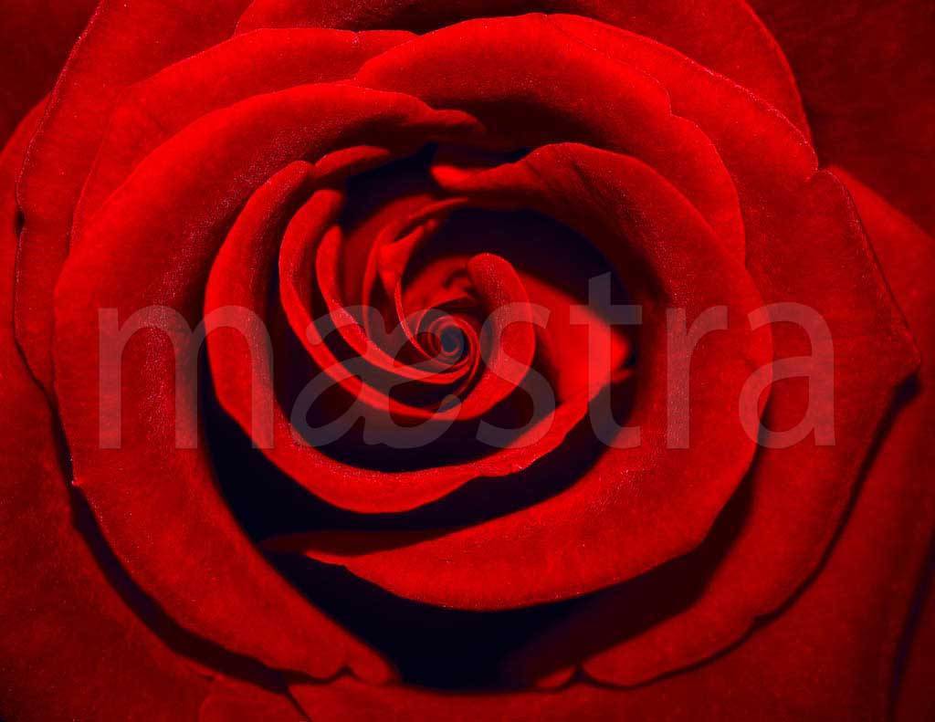 Фотообои Красная роза шикарная